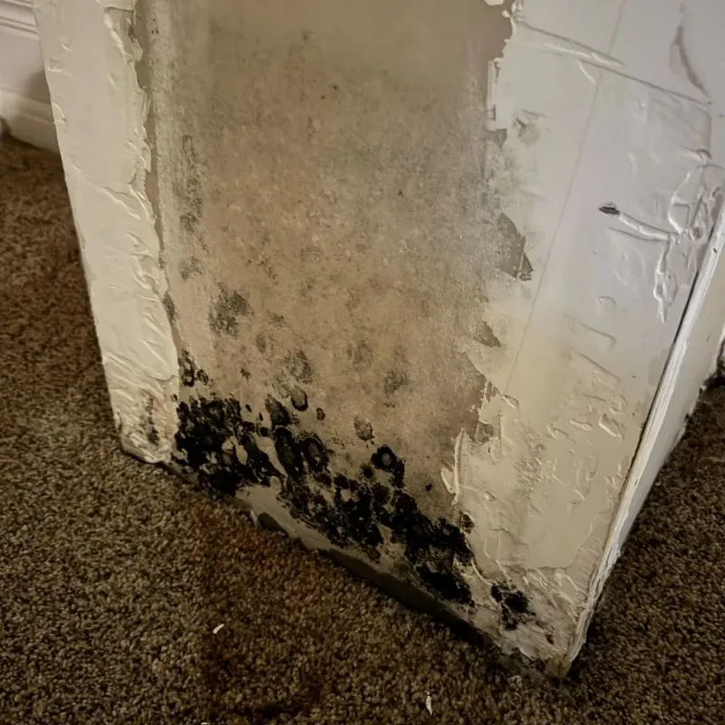 Professional Mold Removal in Columbia City, OR